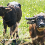 wellhealthorganic.com Health Benefits of Buffalo Milk